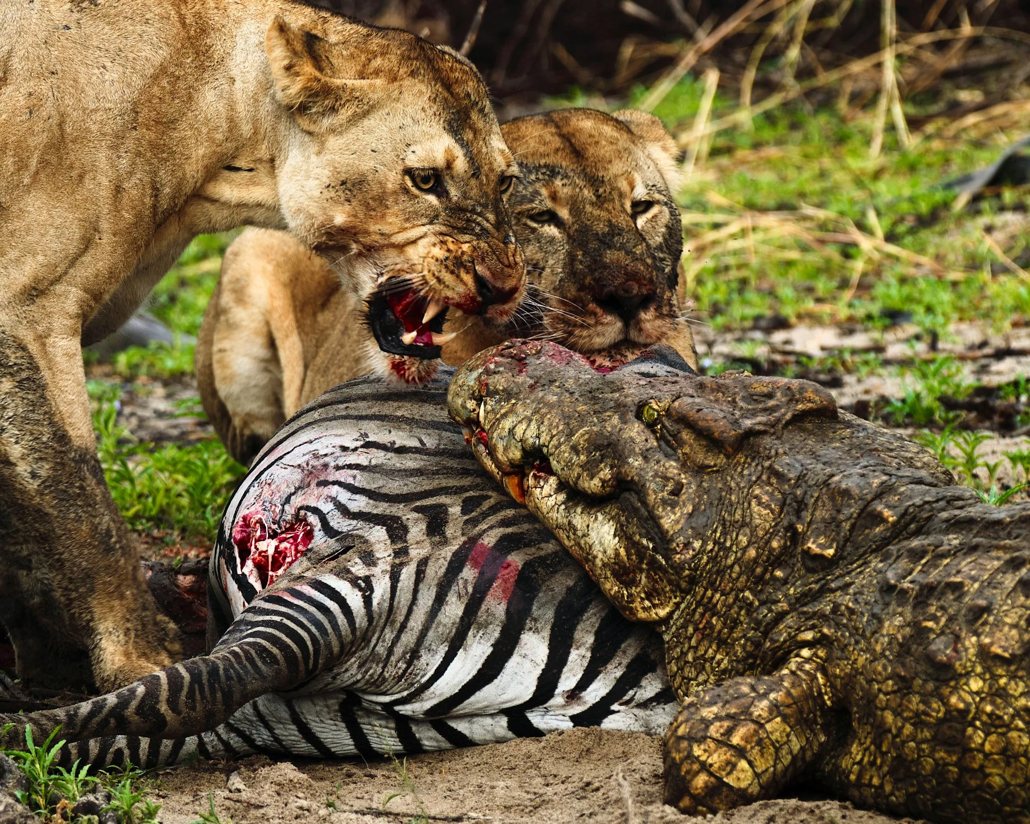 Vaginadan yoqimsiz tovushlar